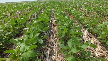 En Brasil, la soja tiene puesta la camiseta argentina