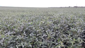 Brasil: las lluvias renovaron la expectativa de una cosecha récord de soja