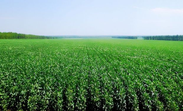 Orientados por mejores precios, los productores en Brasil optaron más por la soja que por el maíz, lo que favoreció el incremento en la siembra de la oleaginosa, que se encuentra en la fase final.