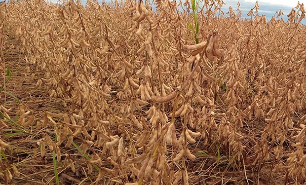 Pese al avance de la cosecha en Estados Unidos, la soja sube por el lento arranque de la siembra en Brasil
