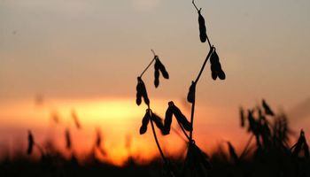 La harina de soja sigue impulsando al poroto en CBOT