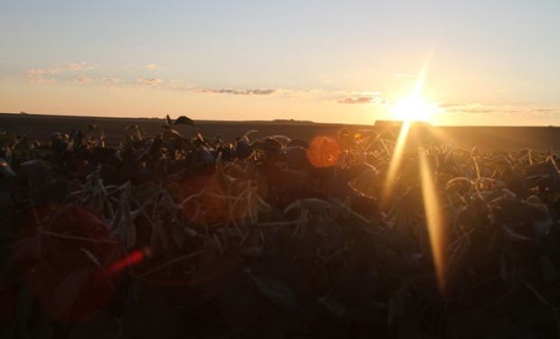 La soja comenzó junio en claro terreno positivo.