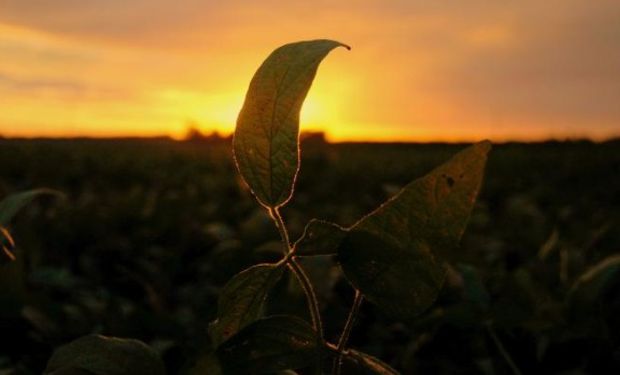 Las nuevas estimaciones de producción de la oleaginosa en Argentina que la ubican en un rango de 40-42 millones de toneladas.