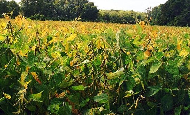 Tercera rueda con subas para la soja en Chicago.