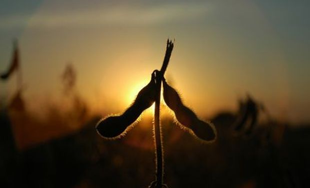 La soja logró superar los US$ 9 por bushel.