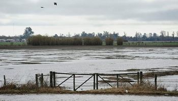 "El Niño" se llevó el 55% del valor de la campaña de soja
