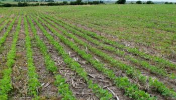 Podría aumentar el área afectada por sequía en Entre Ríos