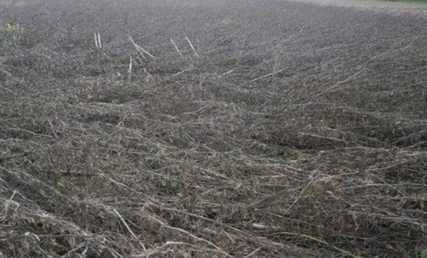 Lote de soja de primera, con marcados síntomas de deterioro del cultivar, en el centro oeste del departamento Castellanos.