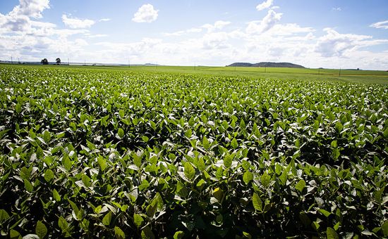 Hubo una jornada alcista para los granos en CBOT en el cierre de la semana