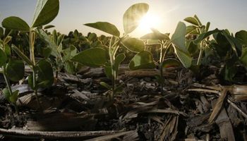 Etapa clave para la soja en Estados Unidos