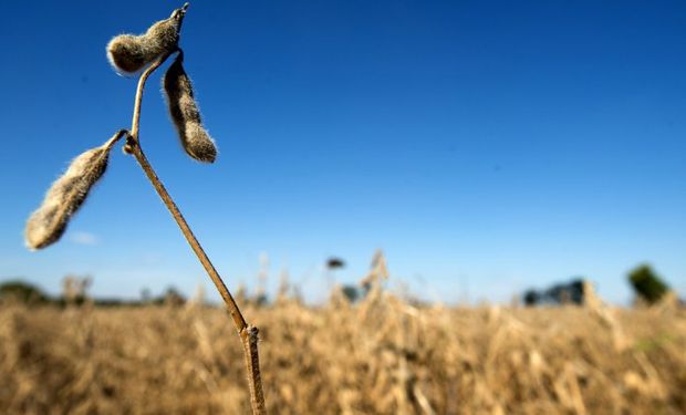 Comienzo de semana positivo para la soja