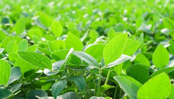 Fertilizantes: rebaja de precios fomenta aplicación