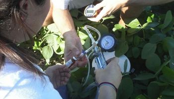 Lanzan nueva línea de biológicos para soja con Bacillus