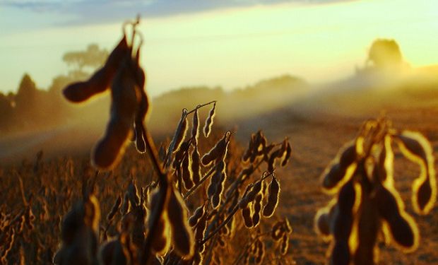 La producción agrícola sería beneficiada por este fenómeno en algunas zonas del mundo, como es el caso de la zona de producción de soja en los EEUU.