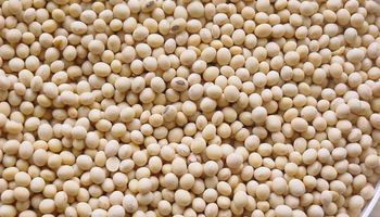 Chicago: leves subas para la soja luego del USDA