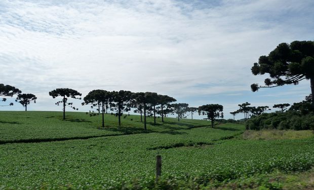 Brasil producirá 87,6 M de ton de soja