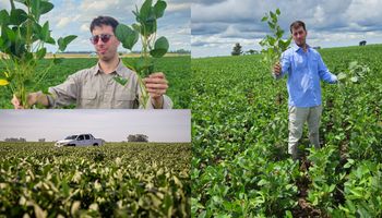 Combinaron a la mejor soja con un manejo especial y lograron más de 900 kg/ha adicionales