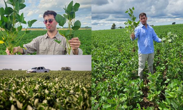 Combinaron a la mejor soja con un manejo especial y lograron más de 900 kg/ha adicionales