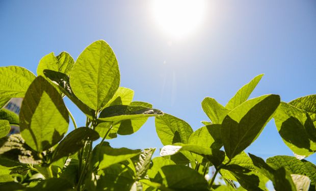 Golden Harvest eleva padrão tecnológico com duas novas cultivares de soja