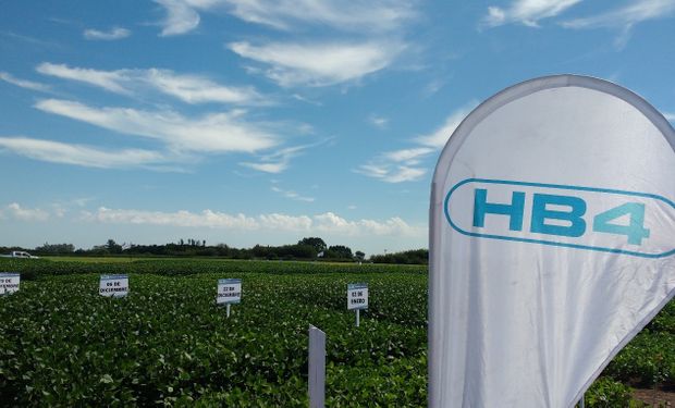 Soja y trigo HB4: para adaptar variedades, mapearán áreas propensas a ser afectadas por la sequía