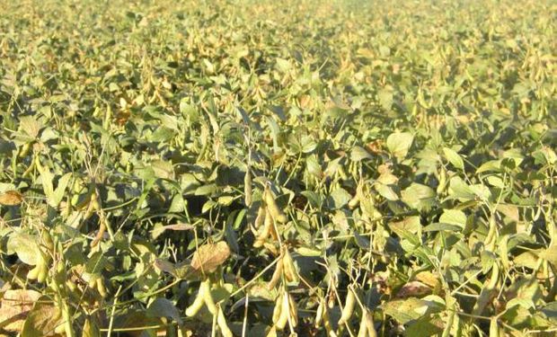 Pérdidas llegarían al 20% en la soja en EEUU de darse las heladas pronosticadas