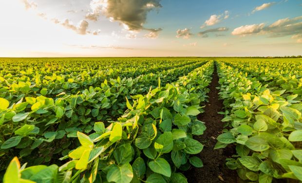 Soja: el primer herbicida triple mezcla que viene listo para usar ya está disponible en Argentina