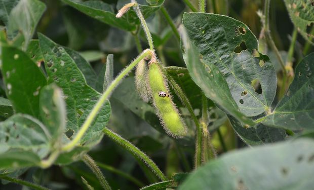 Insectos en soja.