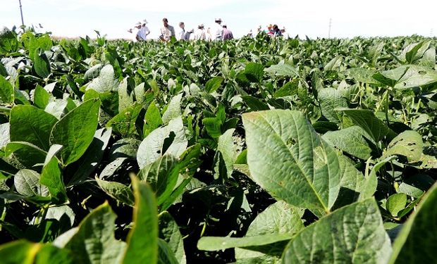 Por la falta de lluvias en febrero, la soja podría perder hasta 10 quintales por hectárea en zona núcleo