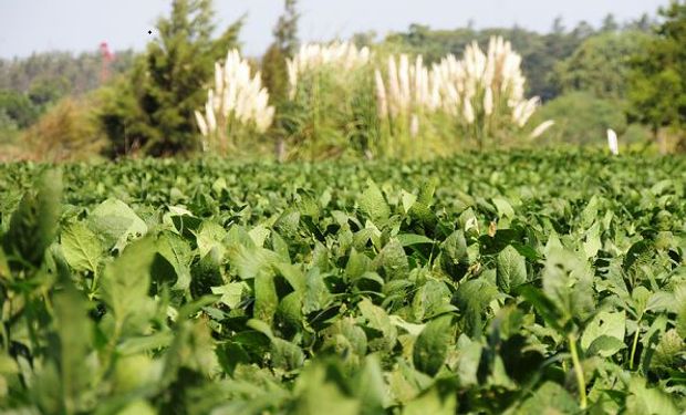 Grano verde en soja: claves para elegir los lotes que se usarán