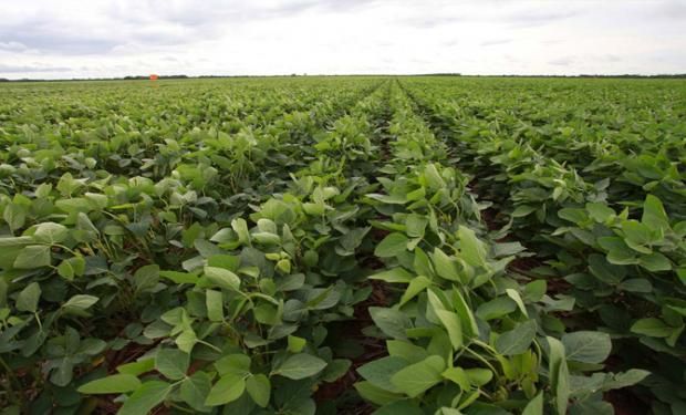 Hay disputa por una nueva soja de Monsanto.