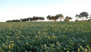 El clima trae una gran noticia para los cultivos: se afianza un escenario de alta productividad 