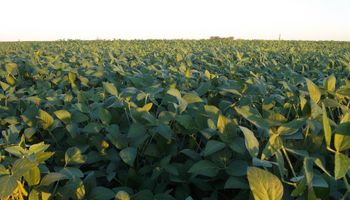 Por exportaciones agropecuarias ingresaron más de u$s 35.000 M