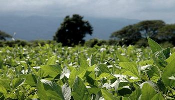 La lluvia que sorprendió a la región núcleo evitó que las pérdidas en soja superen el millón de hectáreas