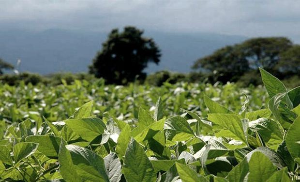 La lluvia que sorprendió a la región núcleo evitó que las pérdidas en soja superen el millón de hectáreas