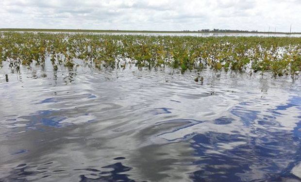 El extraordinario volumen de agua que cayó en medio del sofocante verano amenaza con desinflar las perspectivas iniciales.