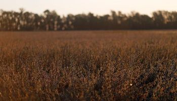 La soja sumó una nueva baja en medio de las lluvias que alcanzan a la Argentina y Brasil