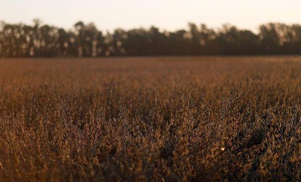 La soja sumó una nueva baja en medio de las lluvias que alcanzan a la Argentina y Brasil