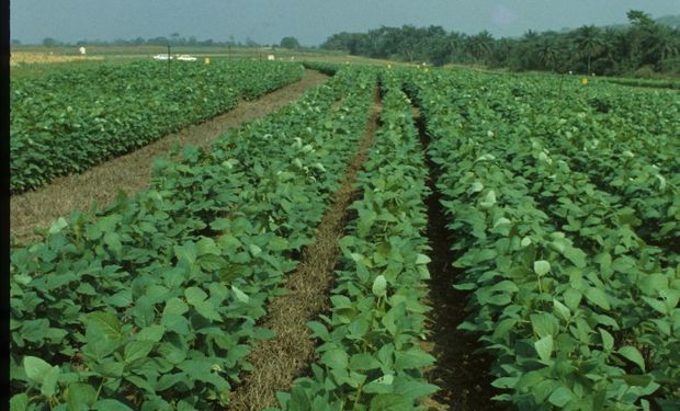 Noticias agrícolas del día