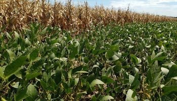 USDA: más soja y maíz en nuestro país