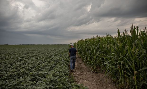 Subas en Chicago: Pro Farmer alejó las chances de una cosecha récord en Estados Unidos