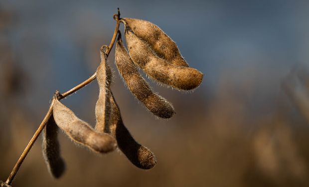 Agricultores do MT pedem indenização bilionária por moratória da soja