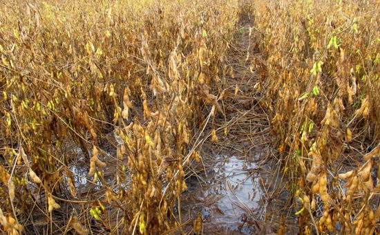 Atraso nas colheitas e problemas na armazenagem afetam produtores de soja e milho