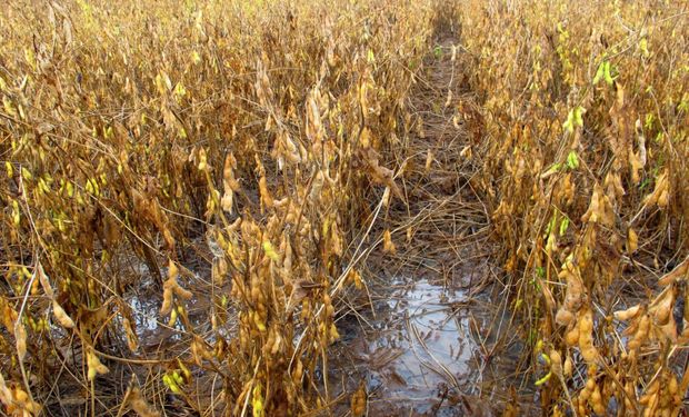 Segundo Associação dos Produtores de Soja e Milho de Mato Grosso (Aprosoja MT), a situação é alarmante. (Foto - Aprosoja-MT)