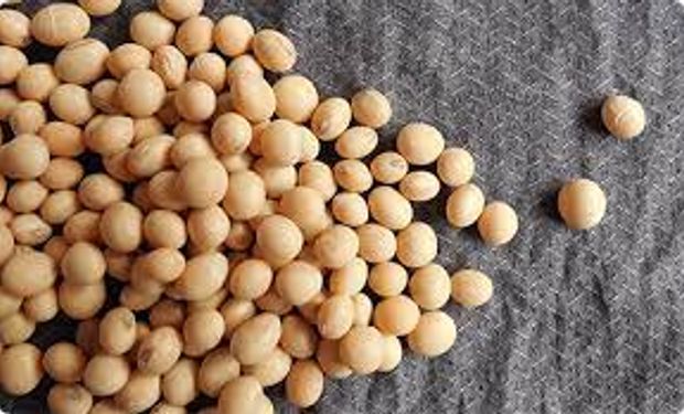 Leve rebote para el precio de la soja: el maíz extendió las pérdidas por el clima de la nueva campaña