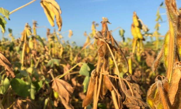 Clima seco: se recorta la estimación de cosecha de soja y maíz en Argentina