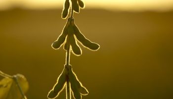 Soja: jornada negativa, semana positiva