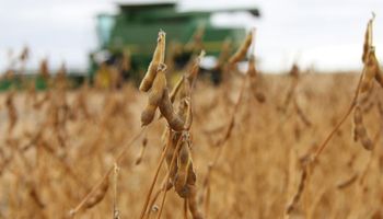 Mercado de granos: el 2021 comenzó con subas para soja, trigo y maíz