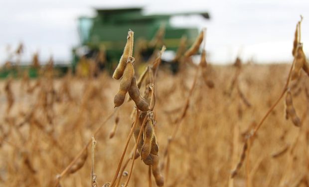 Mercado de granos: el 2021 comenzó con subas para soja, trigo y maíz