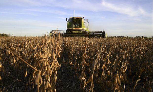 Con la sequía argentina como protagonista: importantes subas para la soja y el maíz en Chicago contagiaron al mercado local