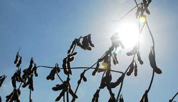 Un buen momento: tercera jornada con subas para la soja